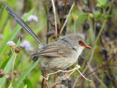 Malurus lamberti