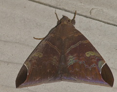 Pindara illibata
