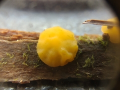 Dacrymyces corticioides