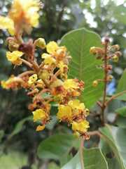 Byrsonima crassifolia