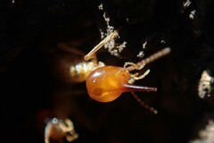 Trinervitermes trinervoides