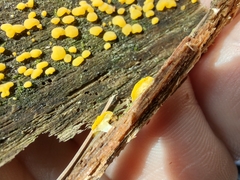 Dacrymyces corticioides