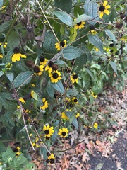 Rudbeckia triloba