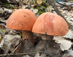 Leccinum
