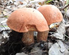 Leccinum