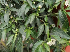 Myoporum laetum
