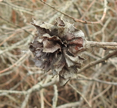 Rabdophaga rosaria