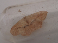 Scopula imitaria
