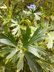 Delphinium crassifolium