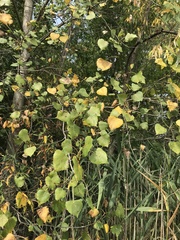 Populus deltoides