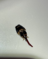 Pandarus smithii
