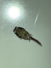 Pandarus smithii