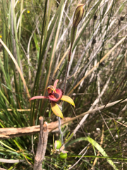 Caladenia discoidea
