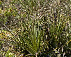 Puya chilensis