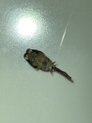 Pandarus smithii