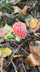 Amanita muscaria