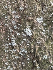 Phaeophyscia orbicularis