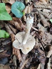 Inocybe