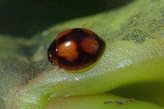 Harpasus quadrifolium