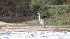 Ardea melanocephala