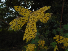 Septoria platanifolia