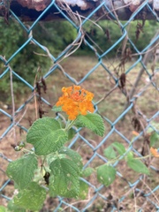 Lantana horrida