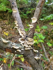 Trametes trogii