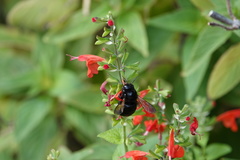 Xylocopa tabaniformis androleuca