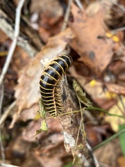 Arthrophaga