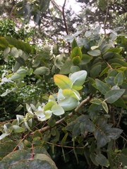 Eucalyptus cinerea