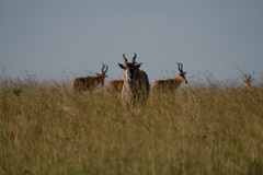 Tragelaphus oryx pattersonianus