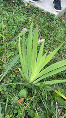 Iris domestica