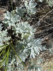 Artemisia stelleriana