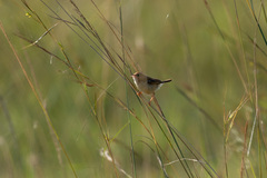 Cisticola