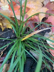 Carex pedunculata
