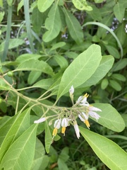 Solanum donianum