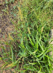 Cenchrus echinatus