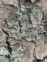 Phaeophyscia orbicularis