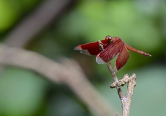 Neurothemis terminata