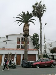 Phoenix canariensis