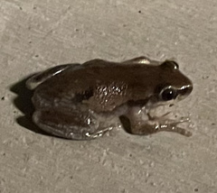 Litoria rubella