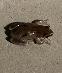 Litoria rubella