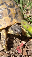 Testudo hermanni hermanni