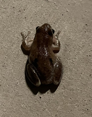 Litoria rubella