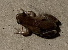 Litoria rubella