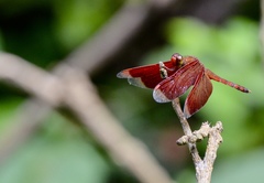 Neurothemis terminata