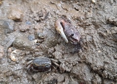 Austruca triangularis