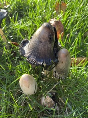 Agaricineae