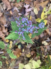 Symphyotrichum cordifolium