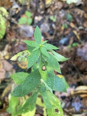 Asteromyia carbonifera